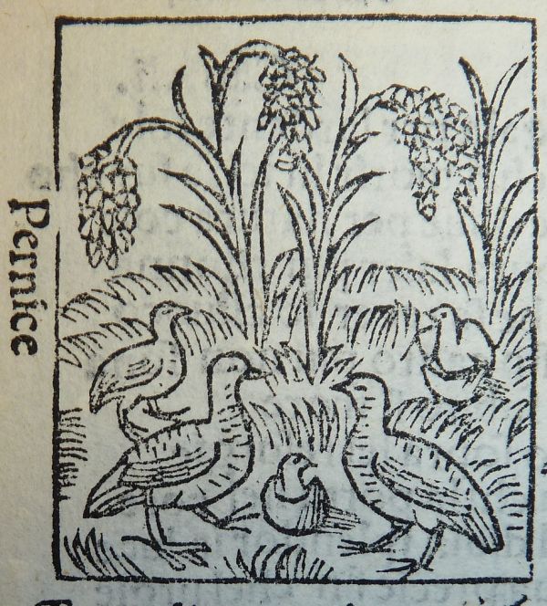 Woodcut of partridges