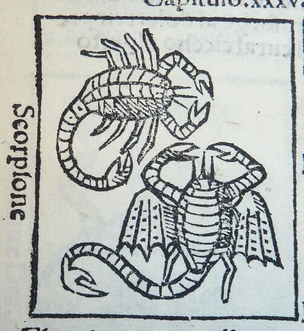 Woodcut of scorpions