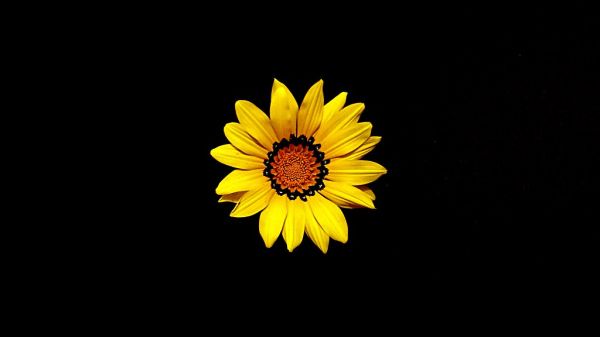 yellow and black flower