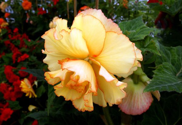 Yellow Begonia