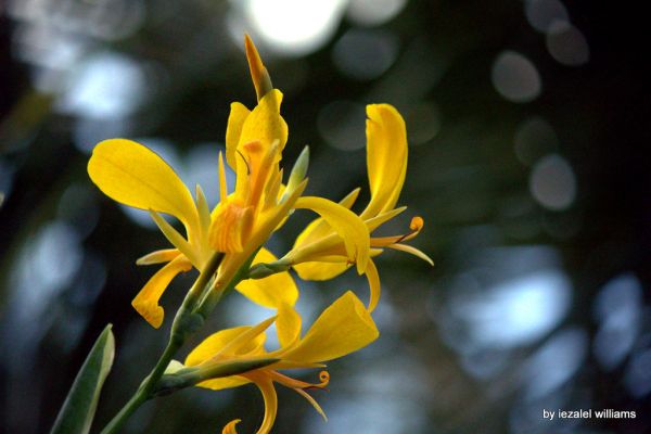 Yellow Canna Indica by iezalel williams IMG_0990-001