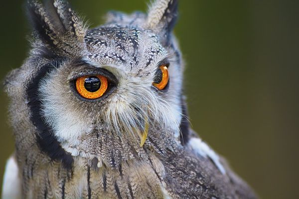 Yellow eyes owl