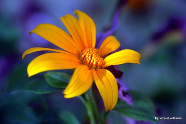 Yellow flower by iezalelwilliams IMG_0562-001