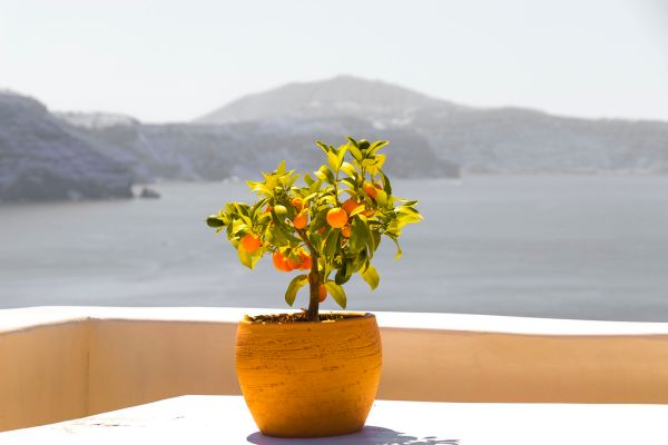 Yellow flower pot in Santorini