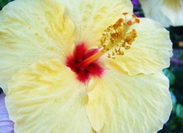 Yellow Hibiscus Flower-Taormina-Sicilia-Italy - Creative Commons by gnuckx