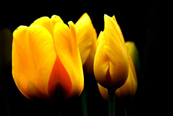 Yellow Tulips.