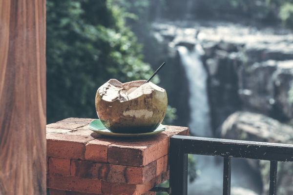 Young fresh organic coconut on a waterfall background in the jungle of Bali island.