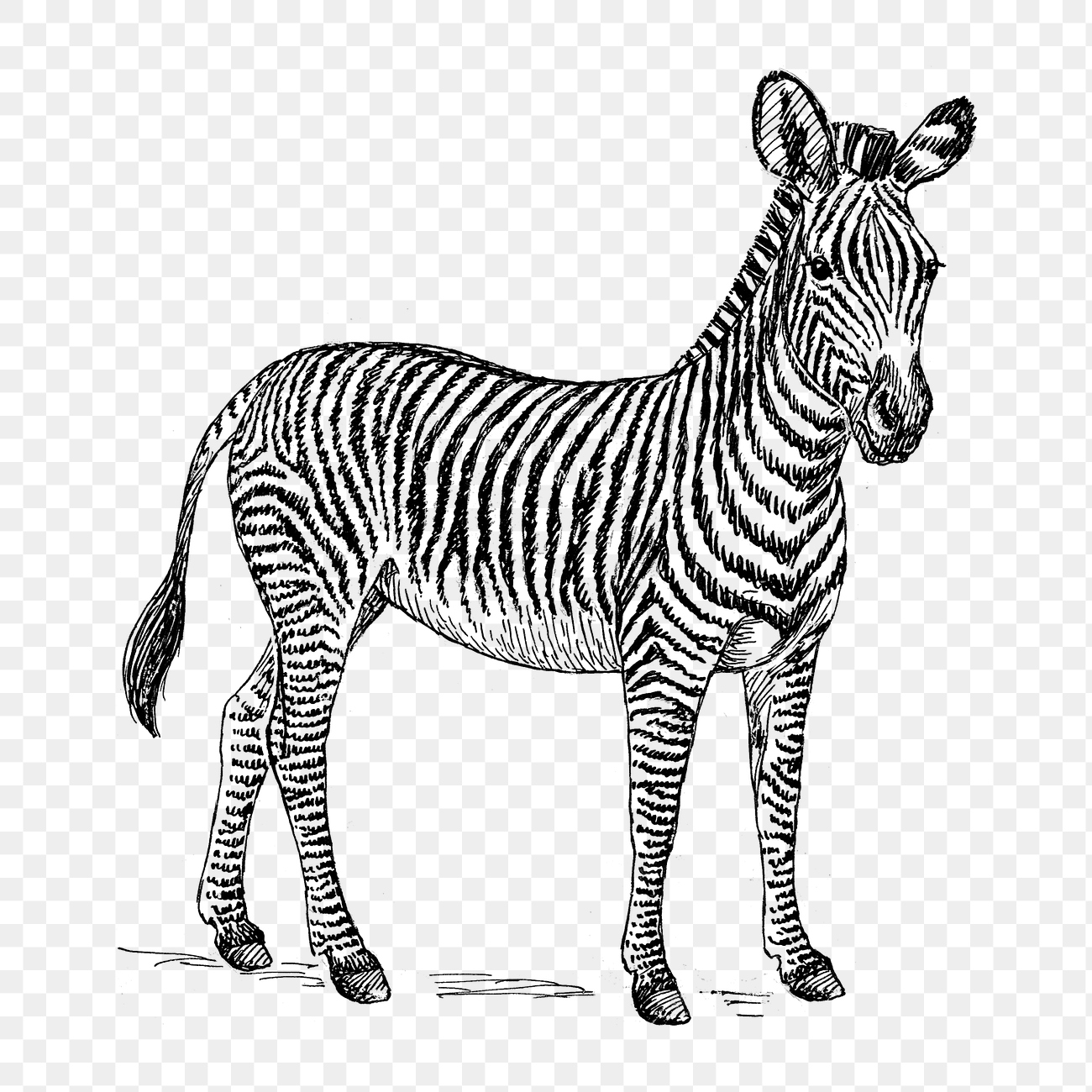 Zebra png line art animal