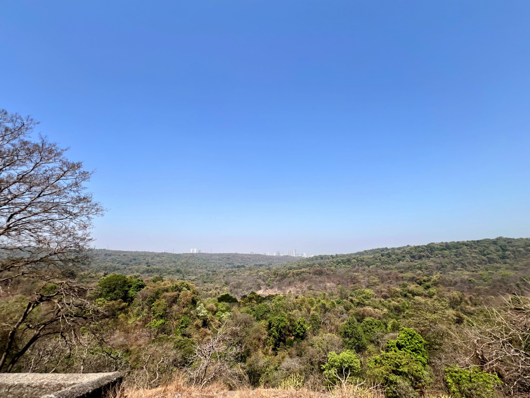A wide scenic view of a lush green forest valley under a clear blue sky, with a city skyline visible on the distant horizon.