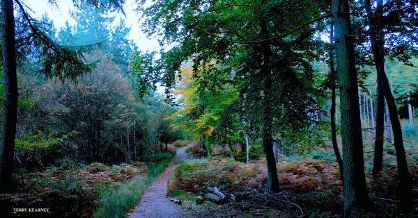 A WOODLAND NOISE