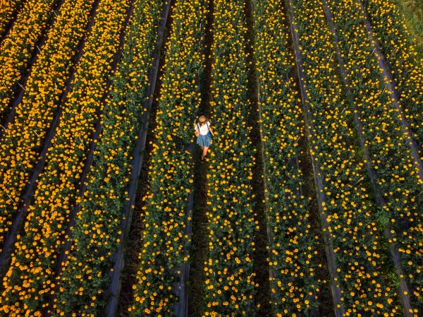 Aerial view of woman on a marigold field. Bali island.