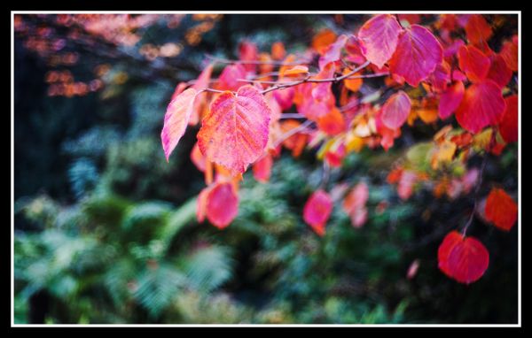 Ancient plants