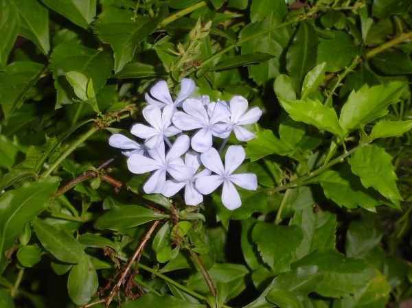 Another flower