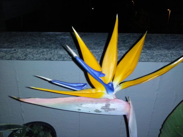 Apertura diversa