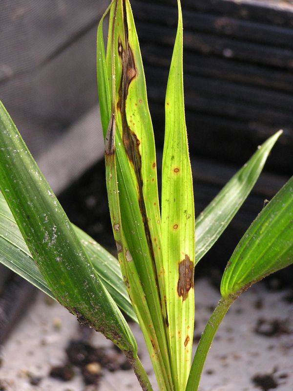 Bipolaris leaf blight of Kentia palm seedling