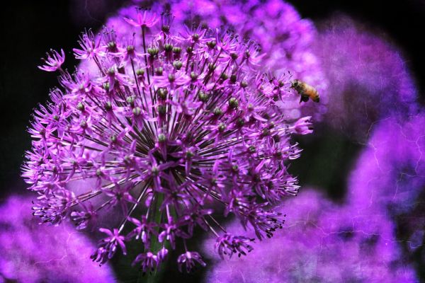 Buzz