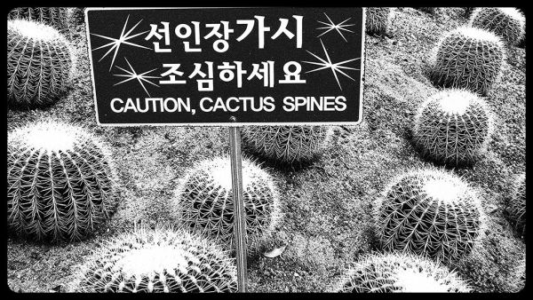 cactus spines...