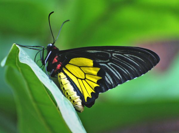 Cairns Birdwing