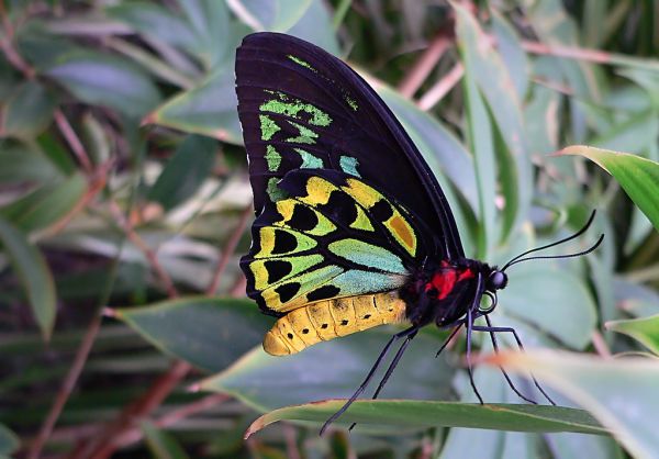 Cairns Birdwing