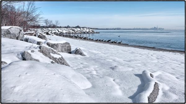 Canada geese, Lake Ontario