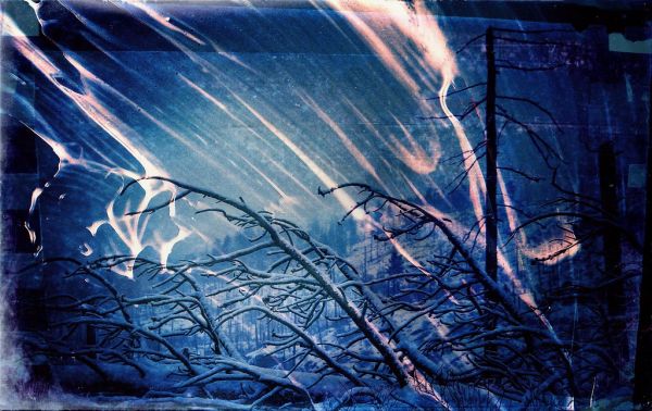 Cast forth as a branch