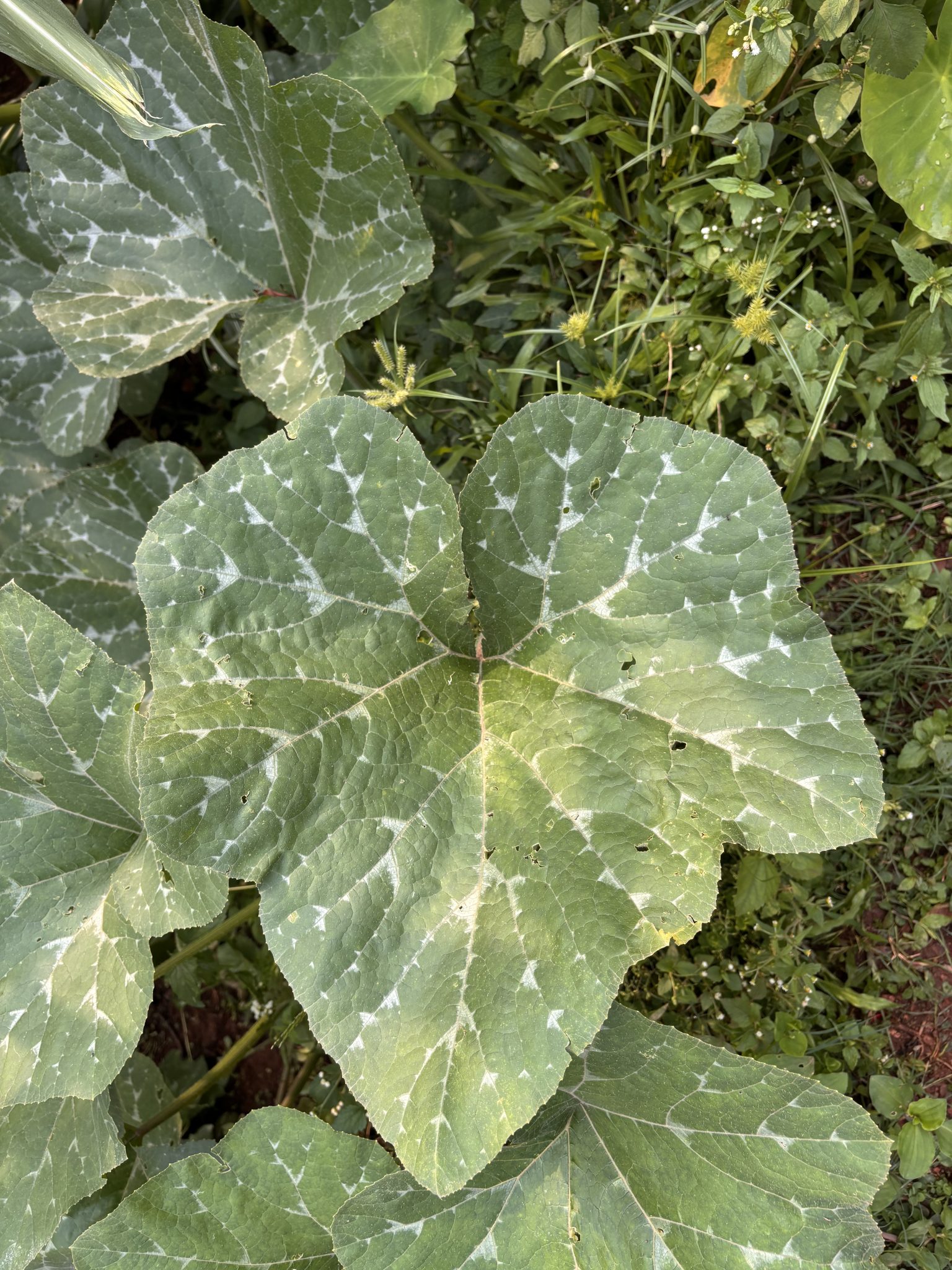 Close-up overhead view of large pumpkin or squash leaves with distinctive white patterned markings along the veins, surrounded by other garden plants.