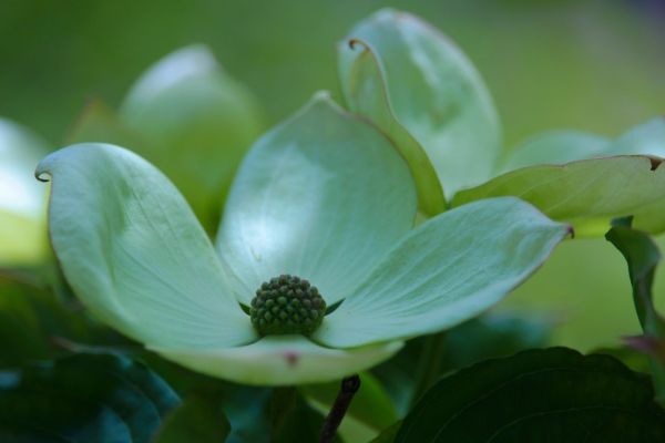 Clothed in Splendor