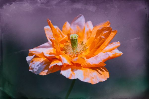 Creamsicle