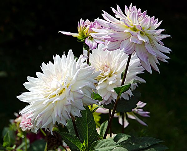 Dalia, georginia (Dahlia Cav.)