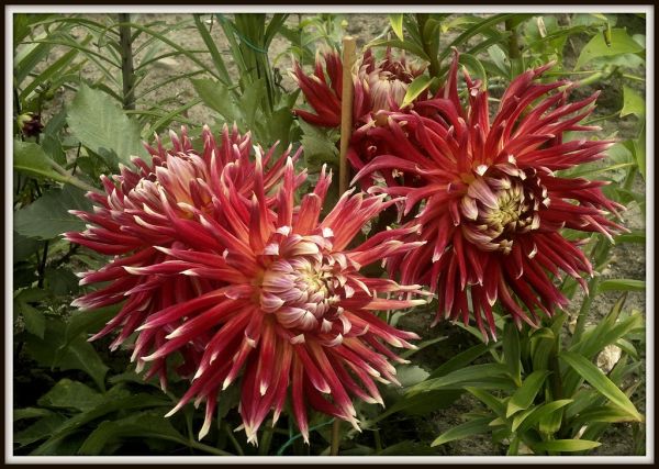 Dalia, georginia (Dahlia Cav.)