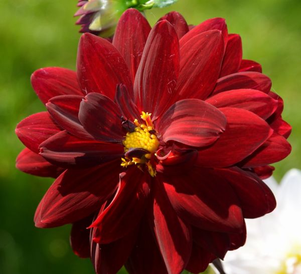 Dalia, georginia (Dahlia Cav.)