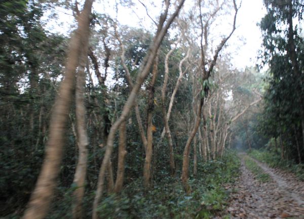 Driving through Chilapata forest