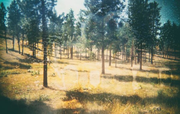 Dry Grass