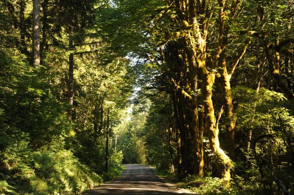 Duckabush river road, temperate rain forest, moss covered trees, Olympic National Park, North Hood Canal, Washington, USA