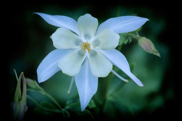 Flower Power