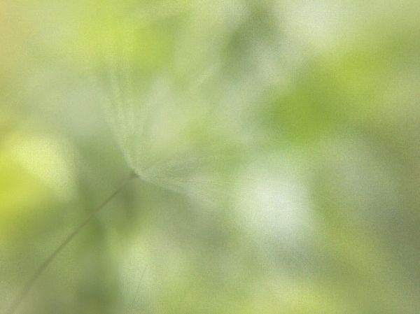 Free texture - Summer Whispers