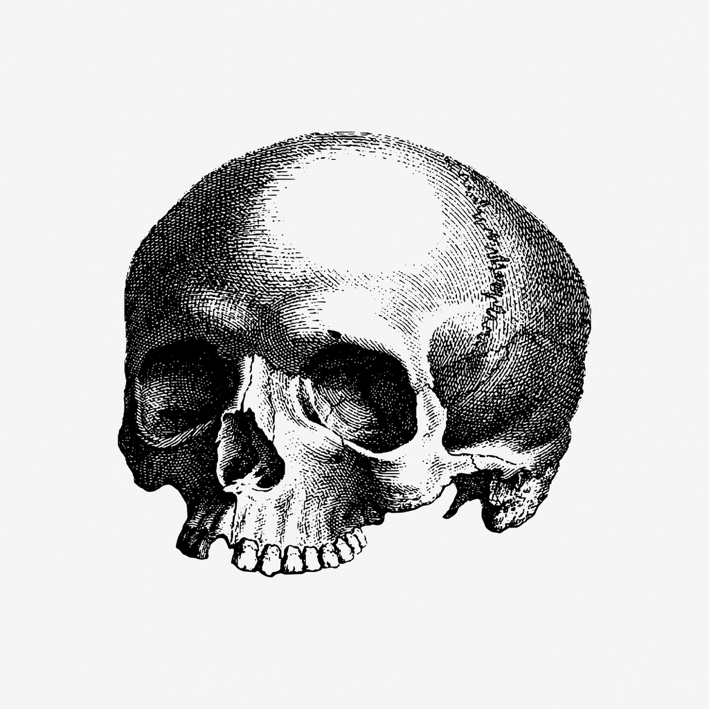 Halloween human skull hand drawn