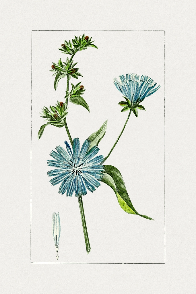 Hand drawn blue chicory
