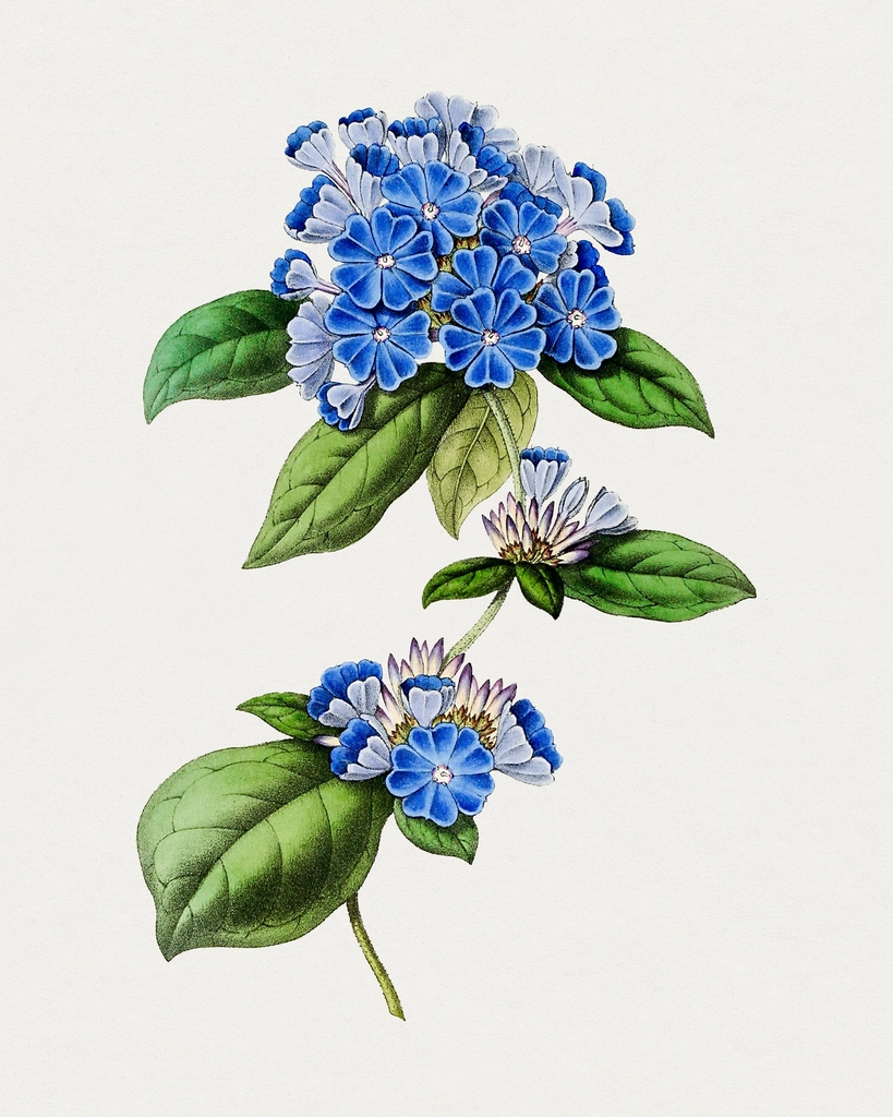 Hand drawn blue leadwort