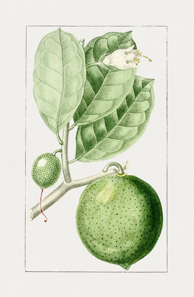 Hand drawn calabash. Original Biodiversity