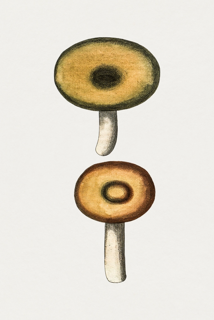 Hand drawn galerina mushroom