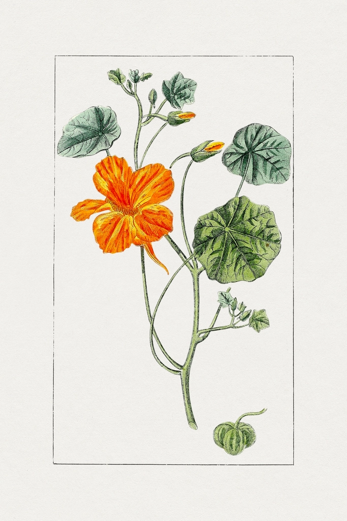 Hand drawn garden nasturtium