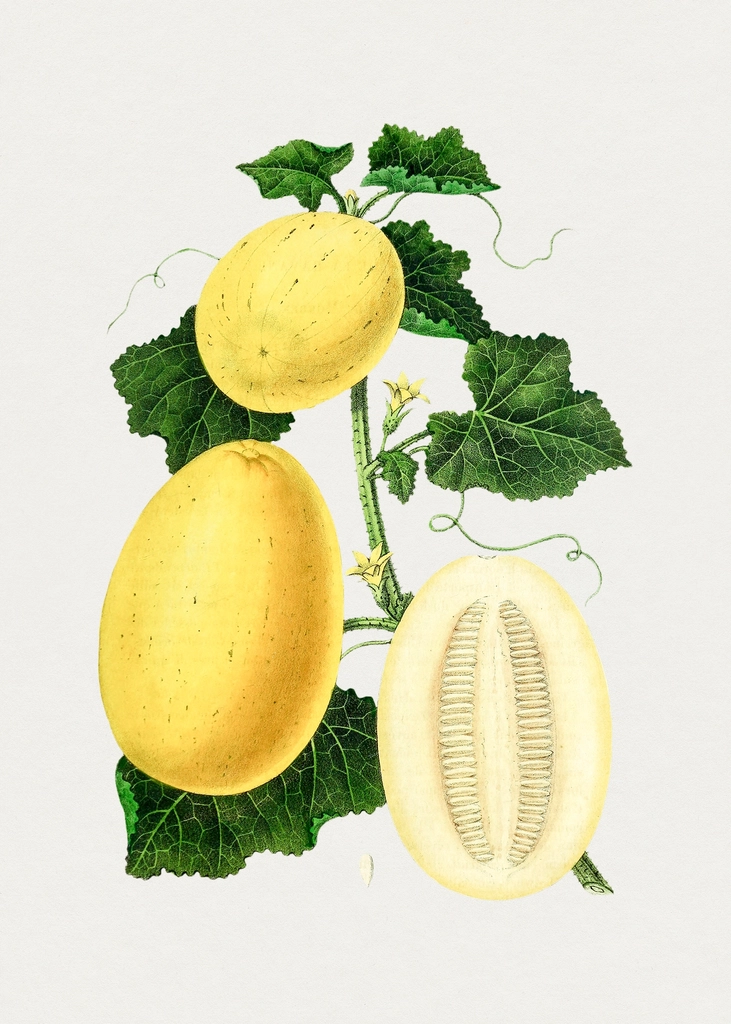 Hand drawn honeydew melon