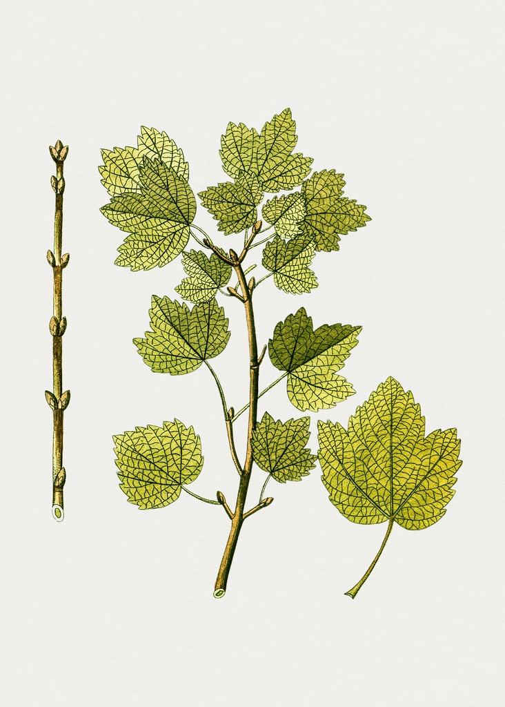Hand drawn maple branch