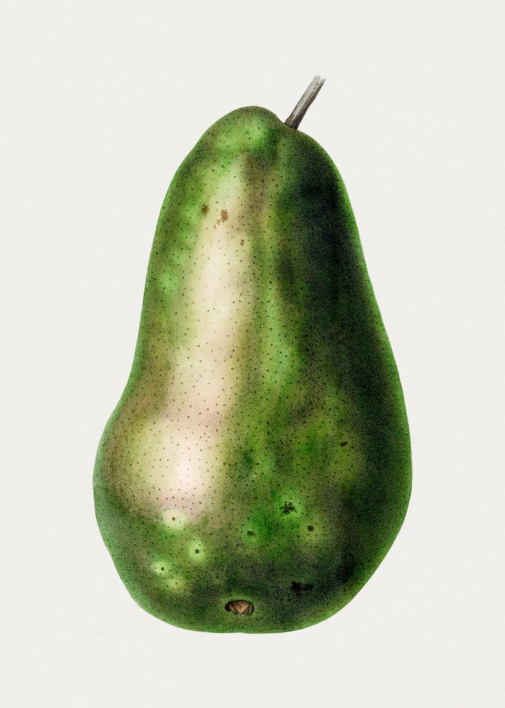 Hand drawn pear. Original Biodiversity