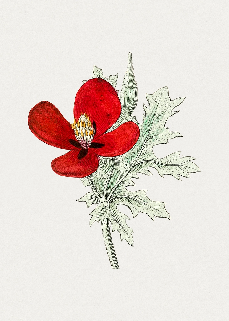 Hand drawn red horned-poppy