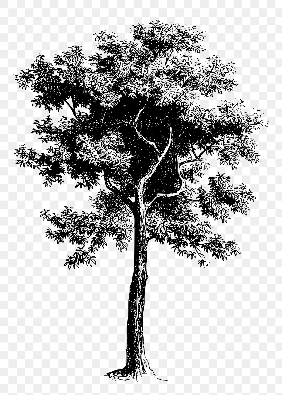 Hand drawn tree png clipart