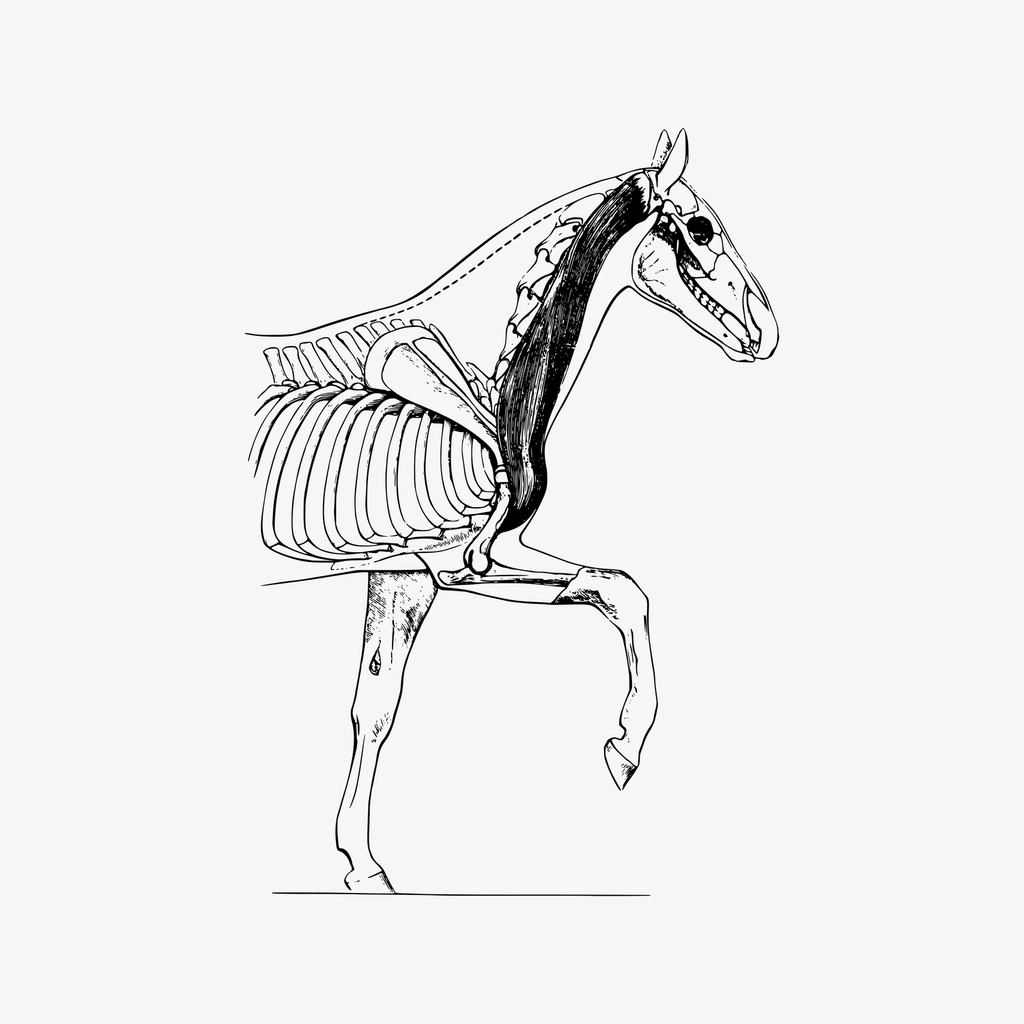 Horse biology clipart, drawing illustration