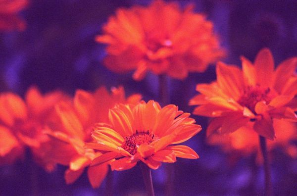 'How beautiful you are, my true love!'