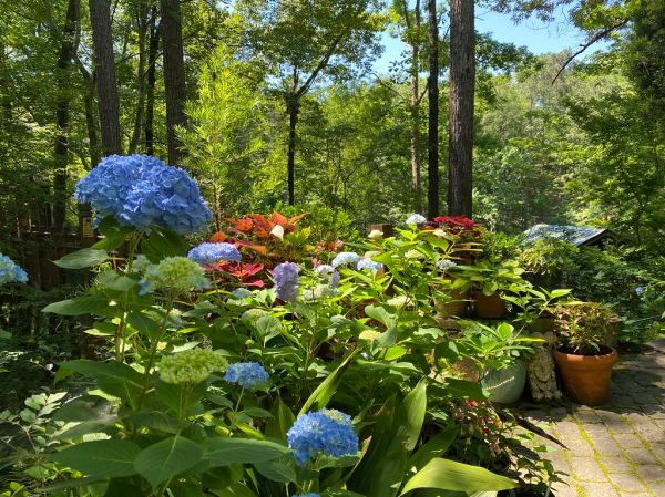 Hydrangea Shrub and Garden Plants